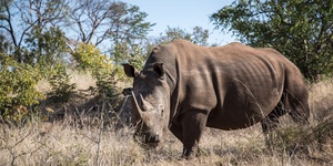Rhino Walking Safari Livingstone