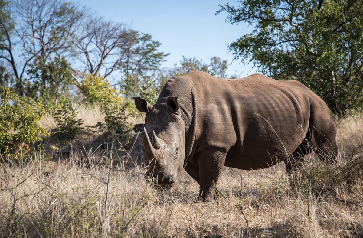 rhino walking safari